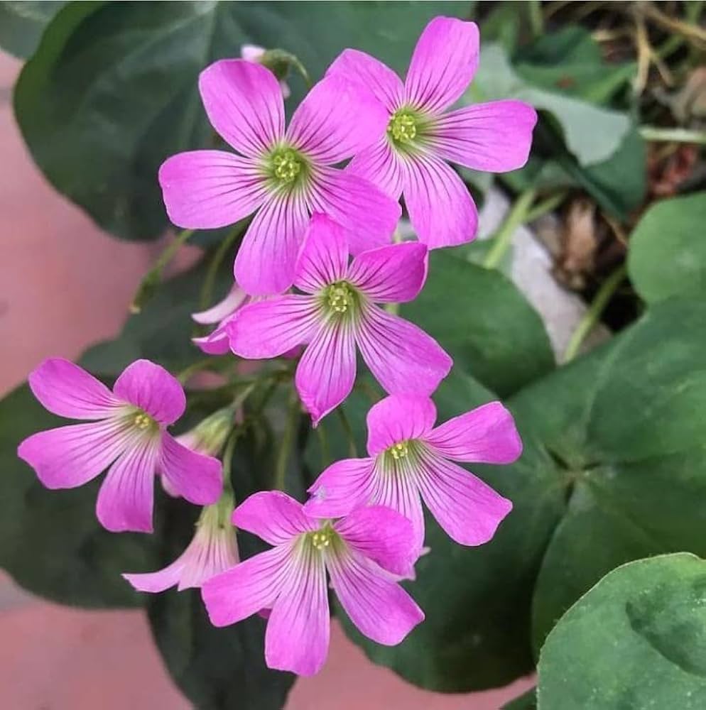 Sorrel flower seeds