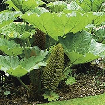 Giant Gunnera flower seeds