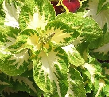 White Green flower seeds