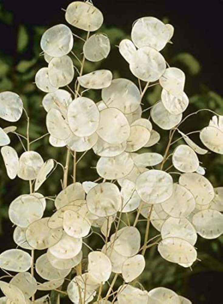 White Lunaria flower seeds