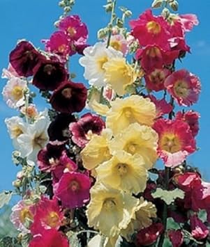 Danish Hollyhock flower seeds