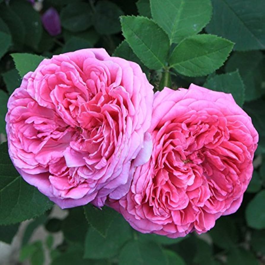 Pink Damask flower seeds