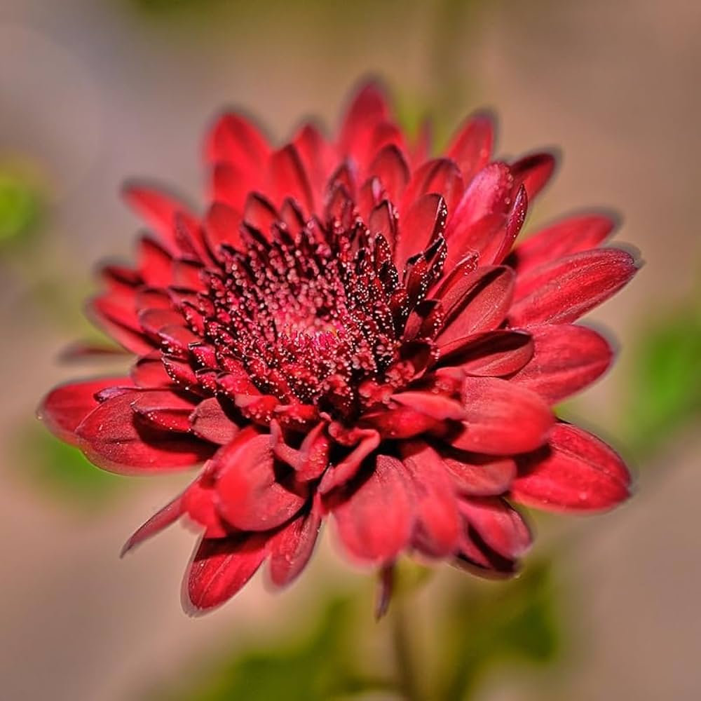 Red Chrysanthemum flower seeds