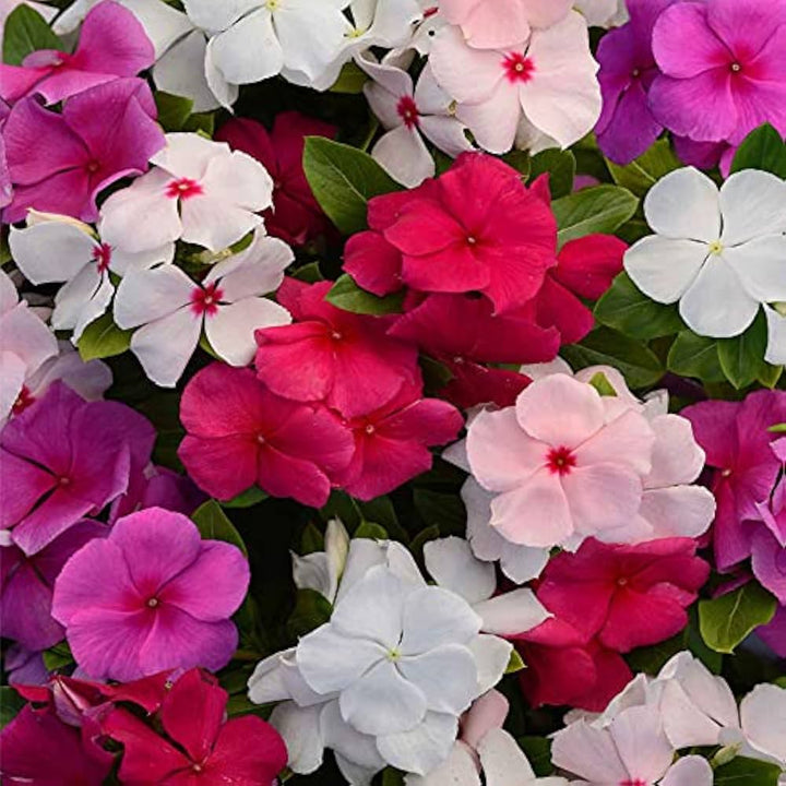 Vinca flower seeds