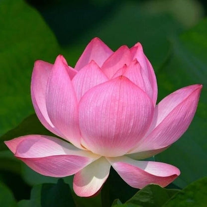 Pink Sacred Lotus plant