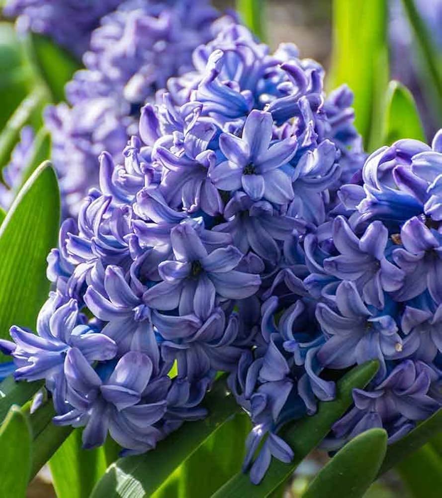 Purple Hyacinthus flower seeds