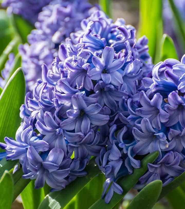 Blue Hyacinthus flower seeds