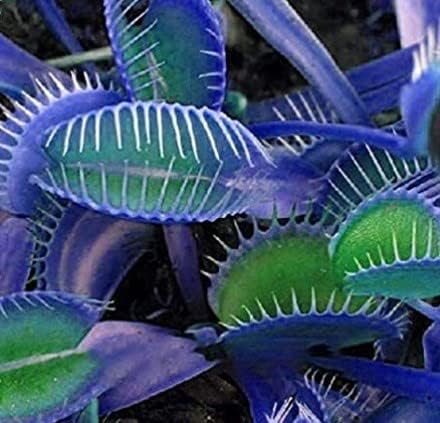 Blue Green flower seeds