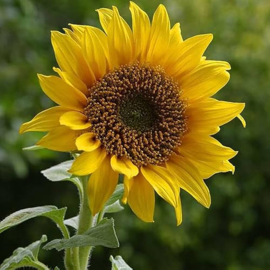 Sunflower Helianthus flower seeds