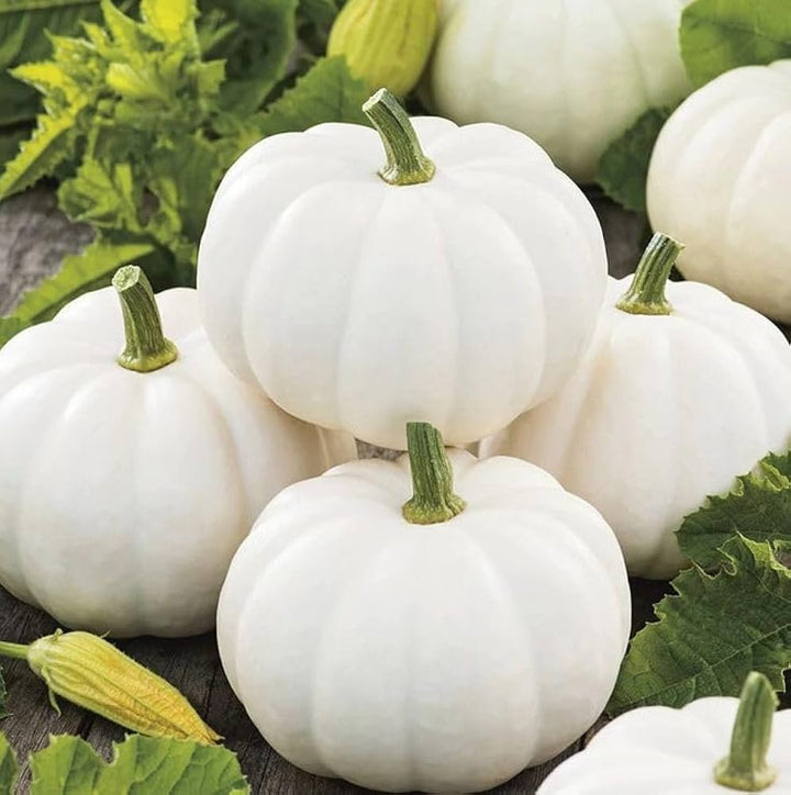 White Pumpkin Seeds