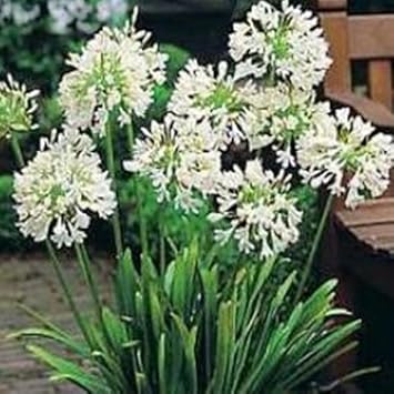 Agapanthus flower seeds