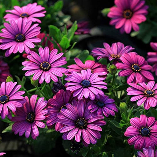 Afano Blue flower seeds