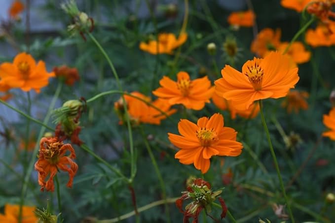 Cosmos Orange flower seeds