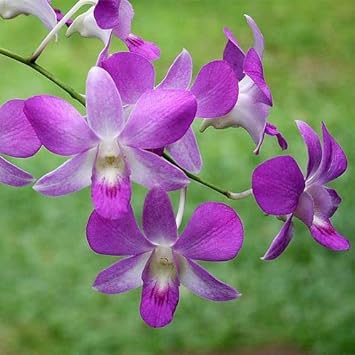 Dendrobium flower seeds