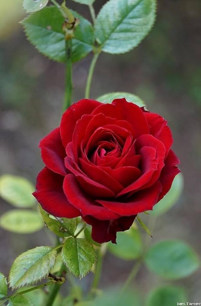 Dark Red flower seeds