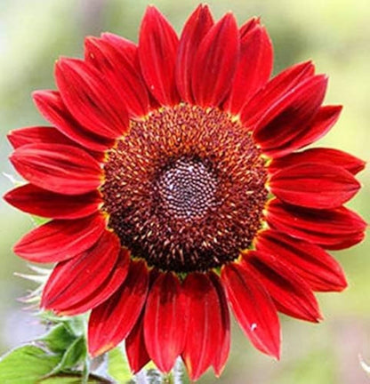 Red Mini flower seeds