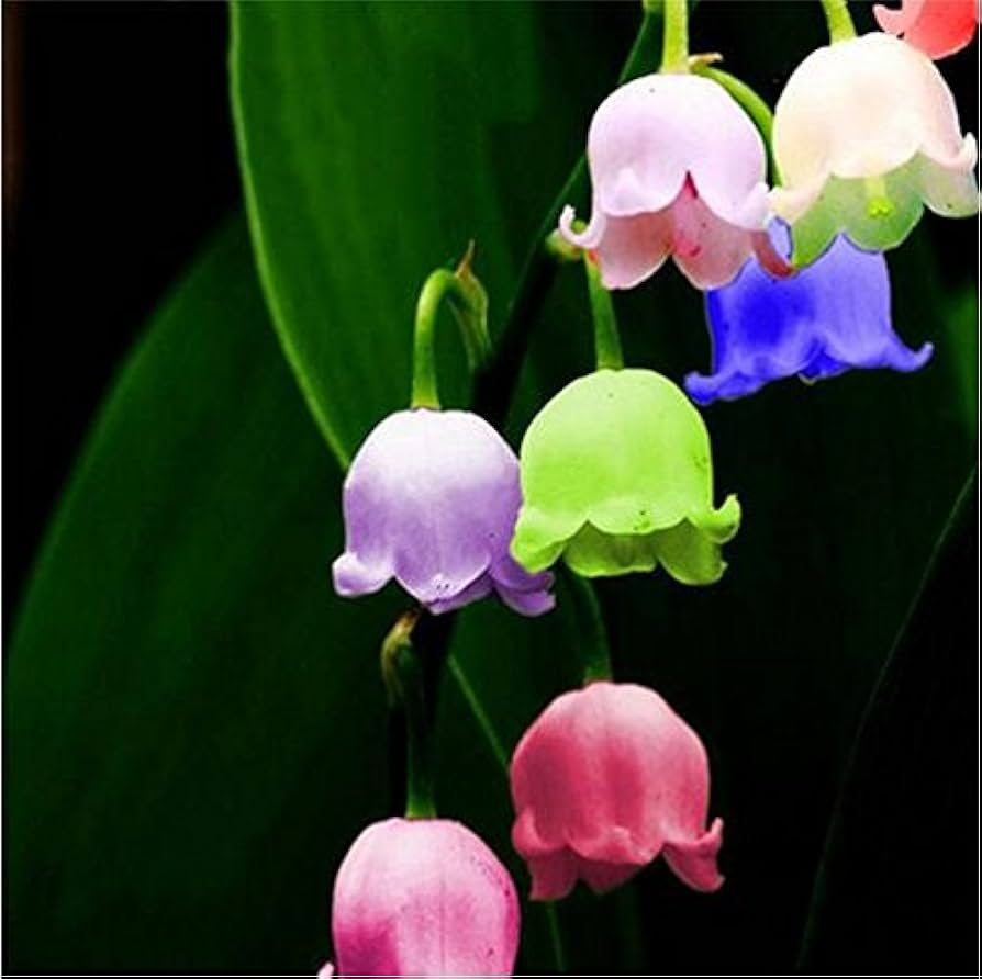 Bell Orchid flower seeds