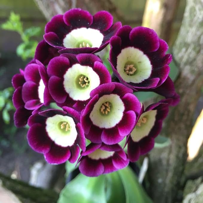 Lavender Primula flower seeds