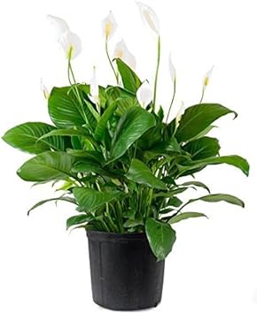 Green Spathiphyllum flower seeds