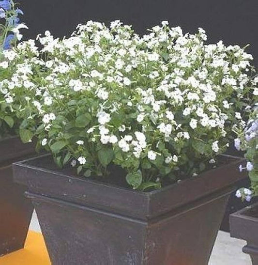 Browallia Cascade flower seeds
