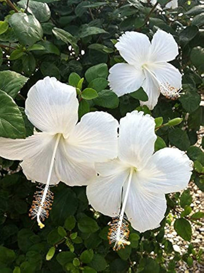 White Hibiscus flower seeds