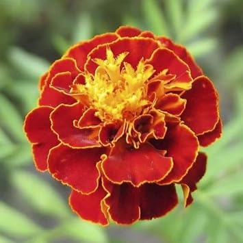 Multi-Colored Marigold flower seeds