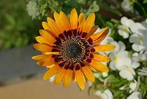 Orange Prince flower seeds
