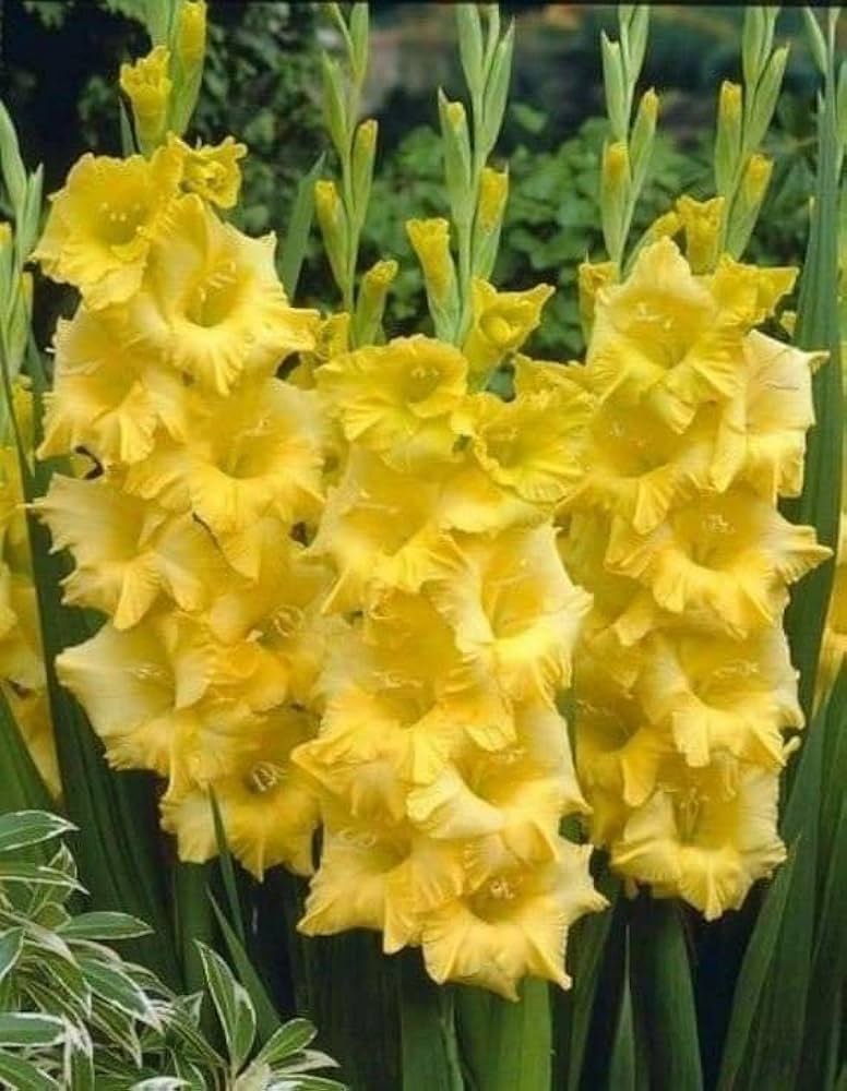 Light Yellow flower seeds