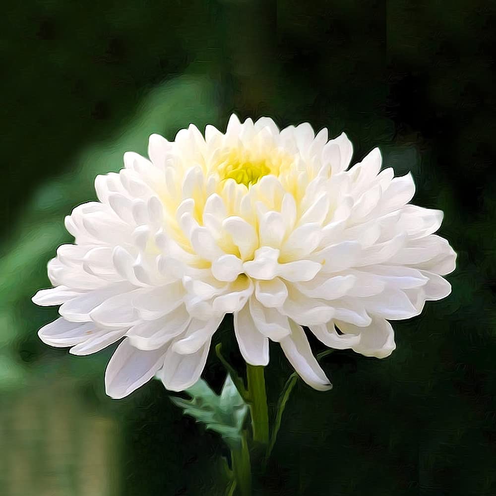 White Camassia flower seeds