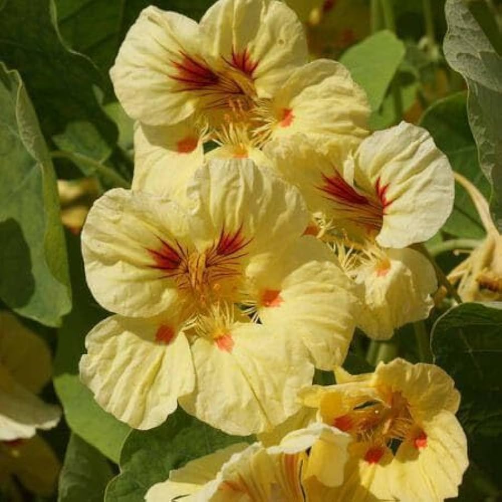 White Nasturtium flower seeds