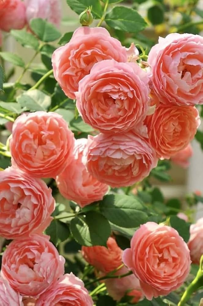 English Groundcover flower seeds