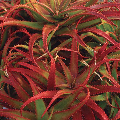 Red Aloe flower seeds