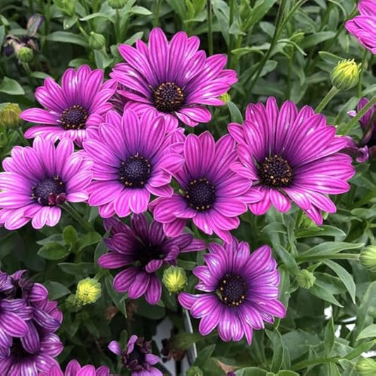 Violet Daisy flower seeds