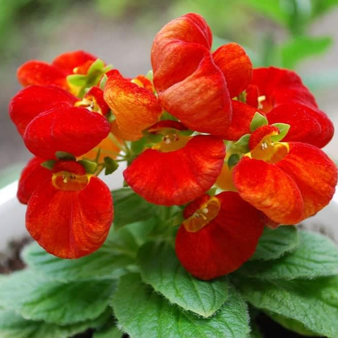 Calceolaria flower seeds