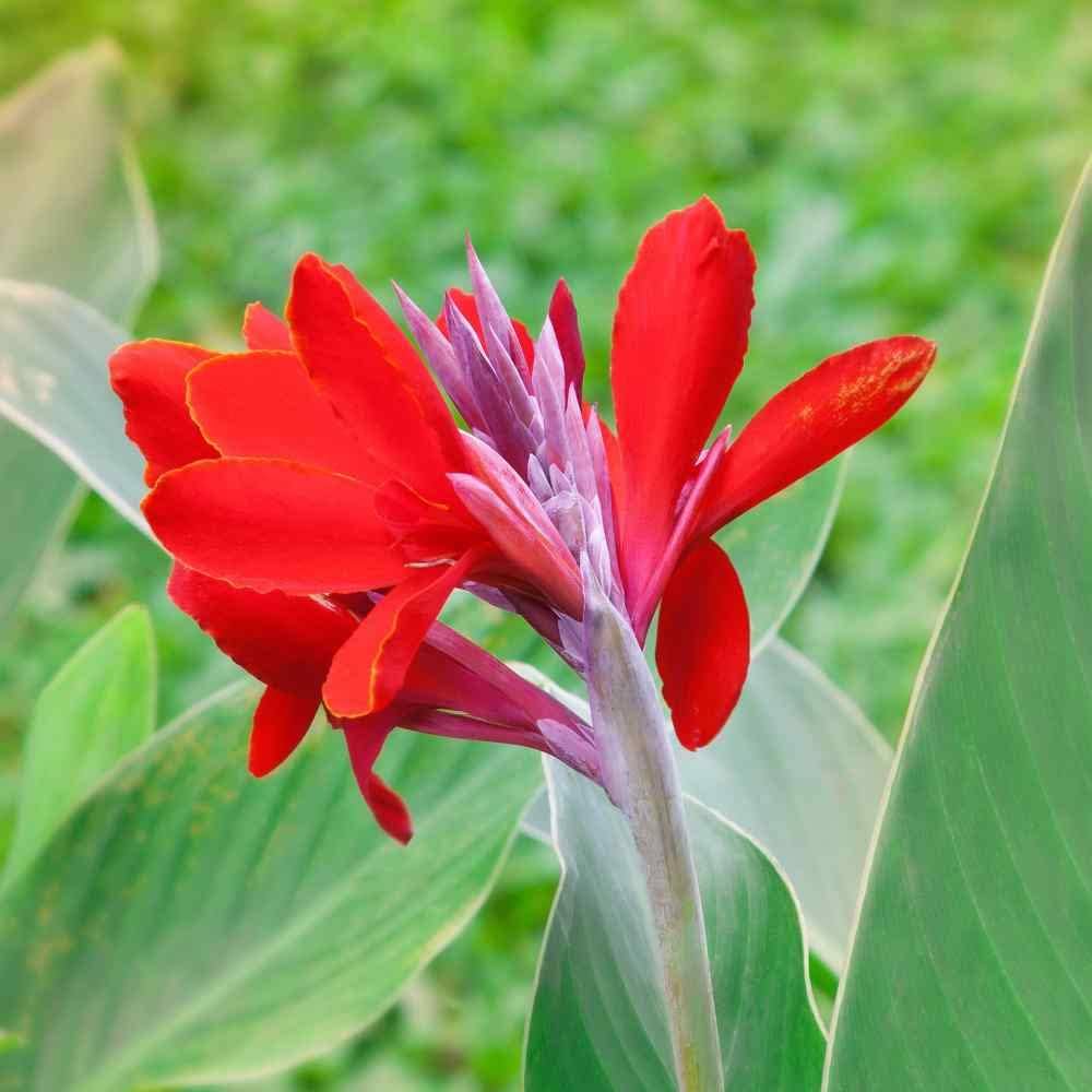 Canna flower seeds