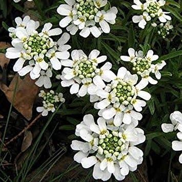 White Candytuft flower seeds