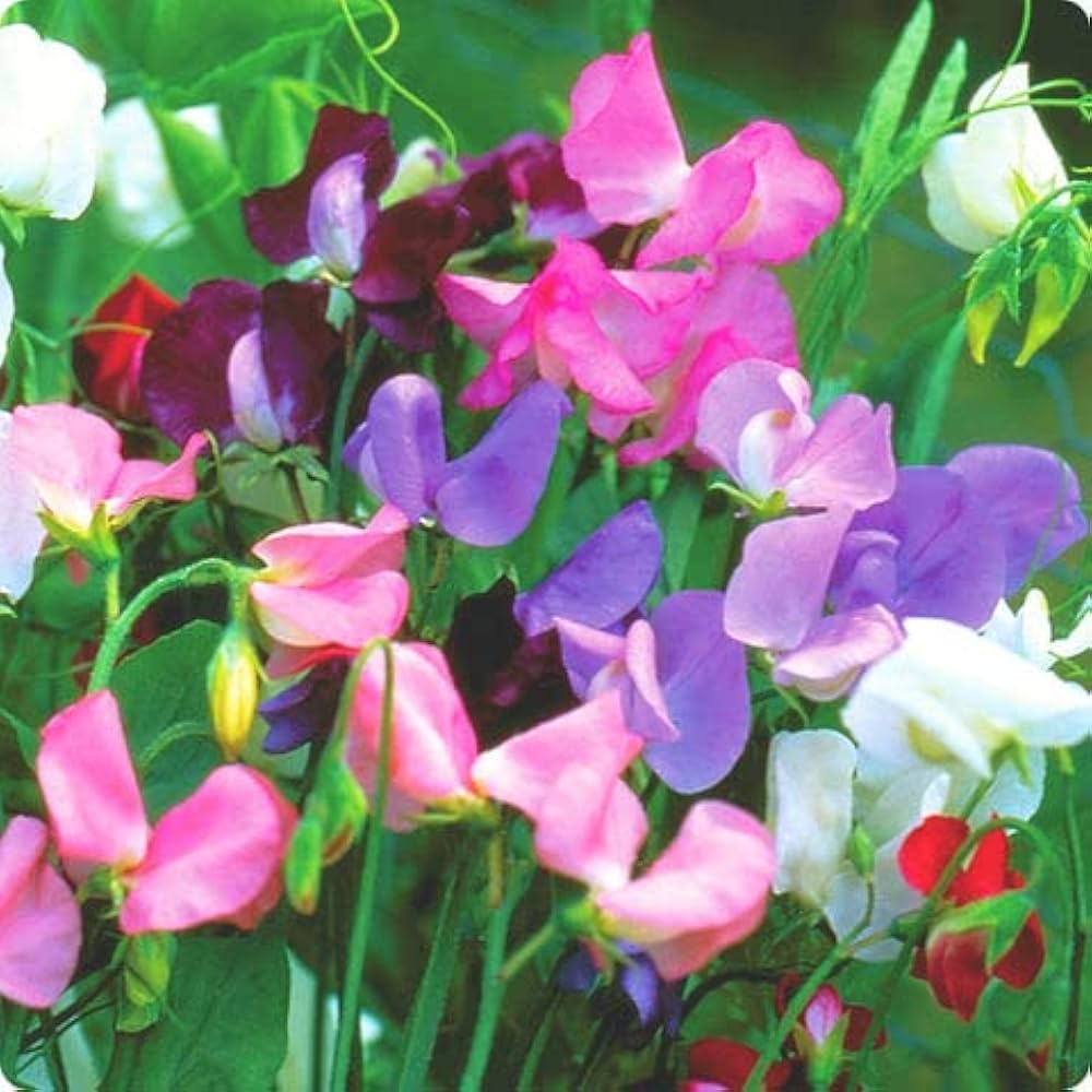 Sweet Pea flower seeds