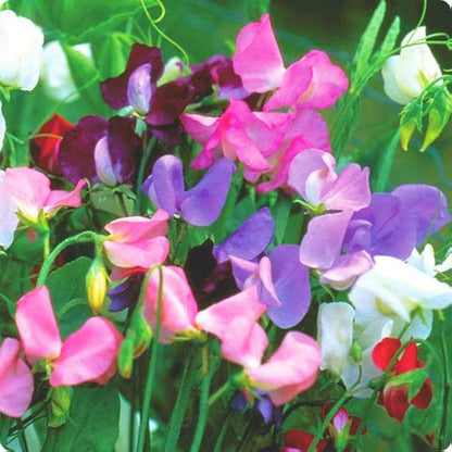 Sweet Pea flower seeds