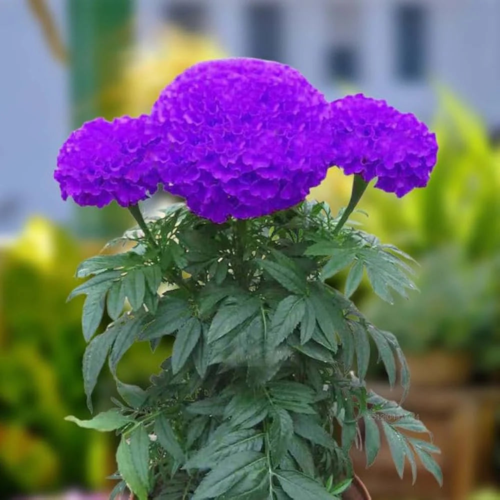 Purple Marigold flower seeds