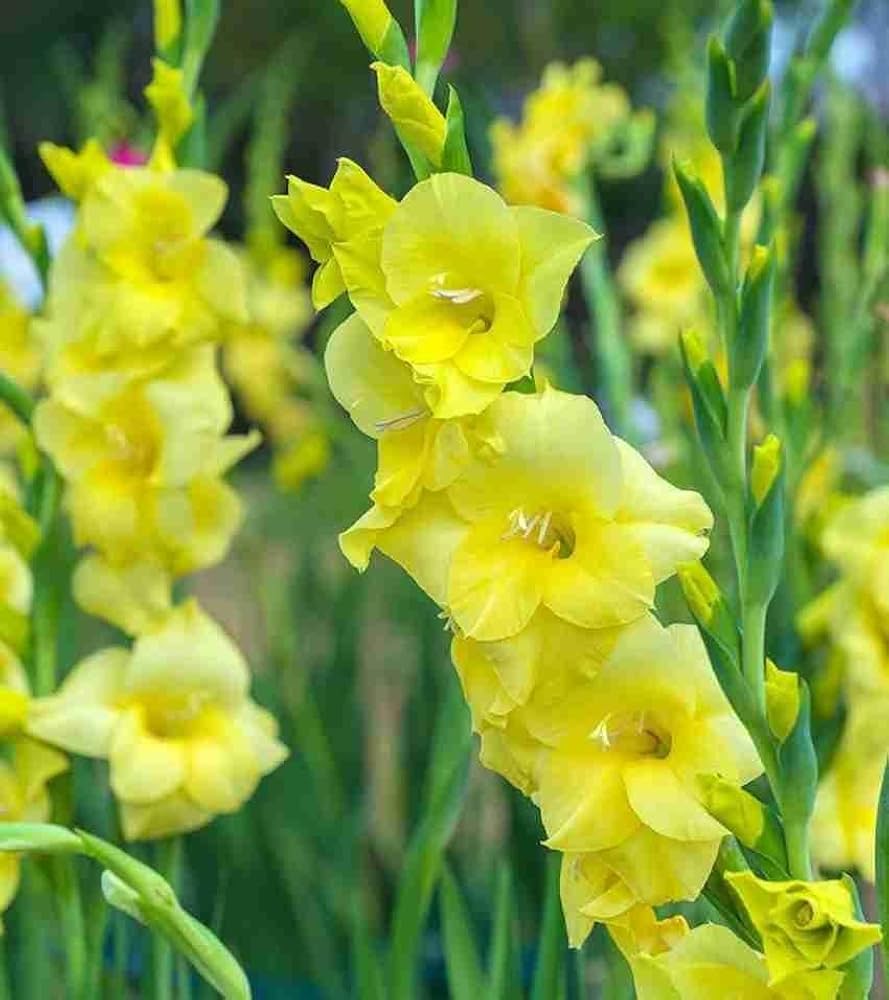 Yellow Perennial flower seeds