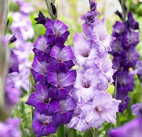 Blue White flower seeds