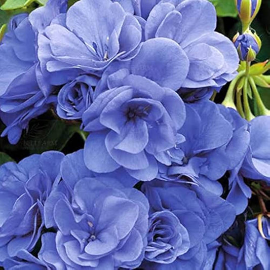 Blue Geranium flower seeds
