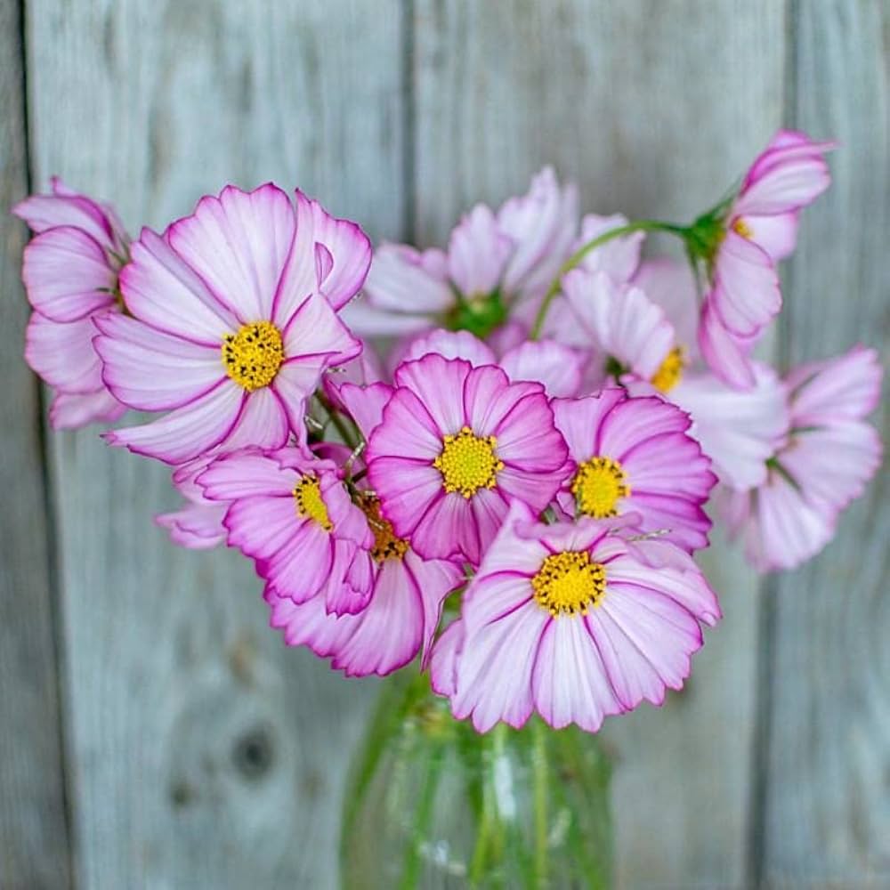 Cosmos Purple flower seeds