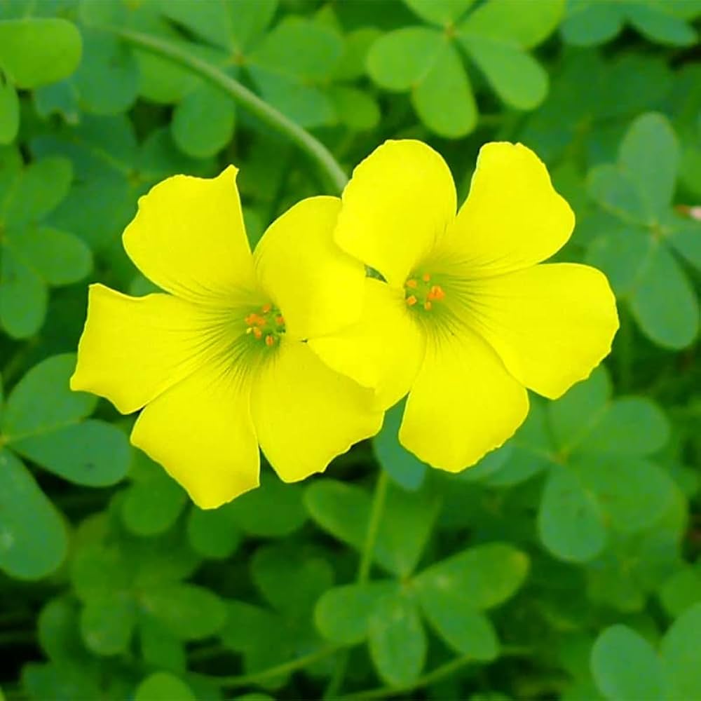 Oxalis Laciniata flower seeds