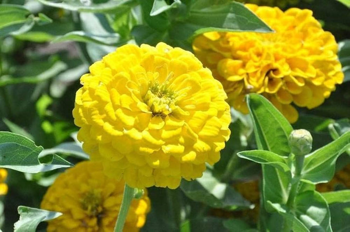 Light Yellow flower seeds