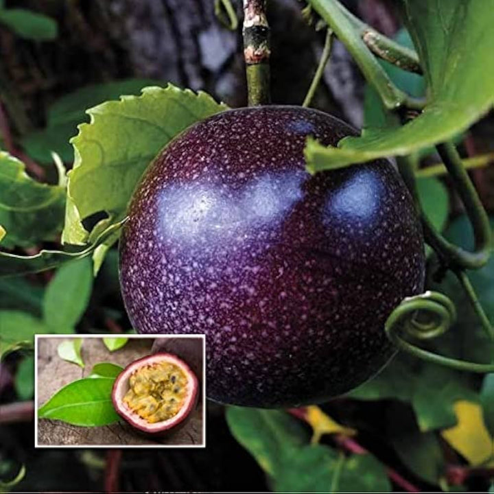 dark purple passion seeds