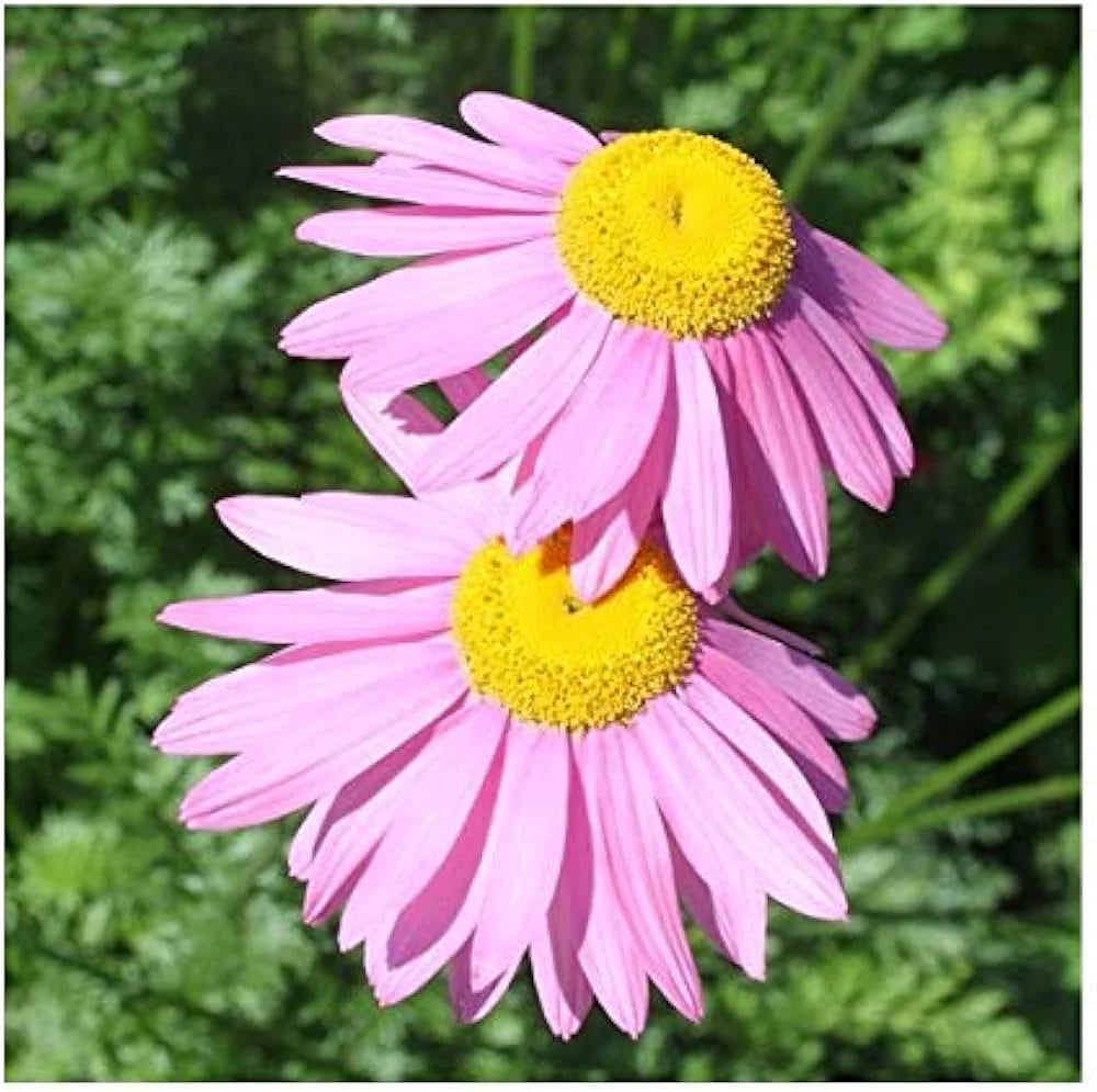 Pink Robinsons flower seeds