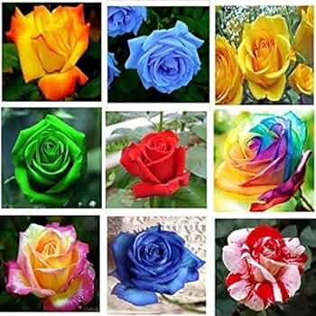 Violet Multicolor flower seeds