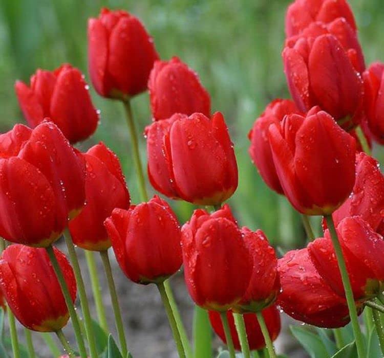Red Tulip flower seeds