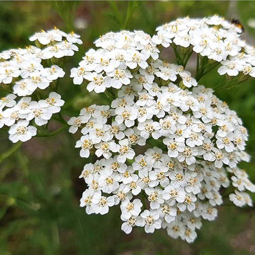 White Achillea flower seeds